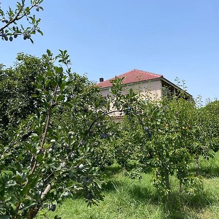 Villa Mance Berat Eksteriør bilde